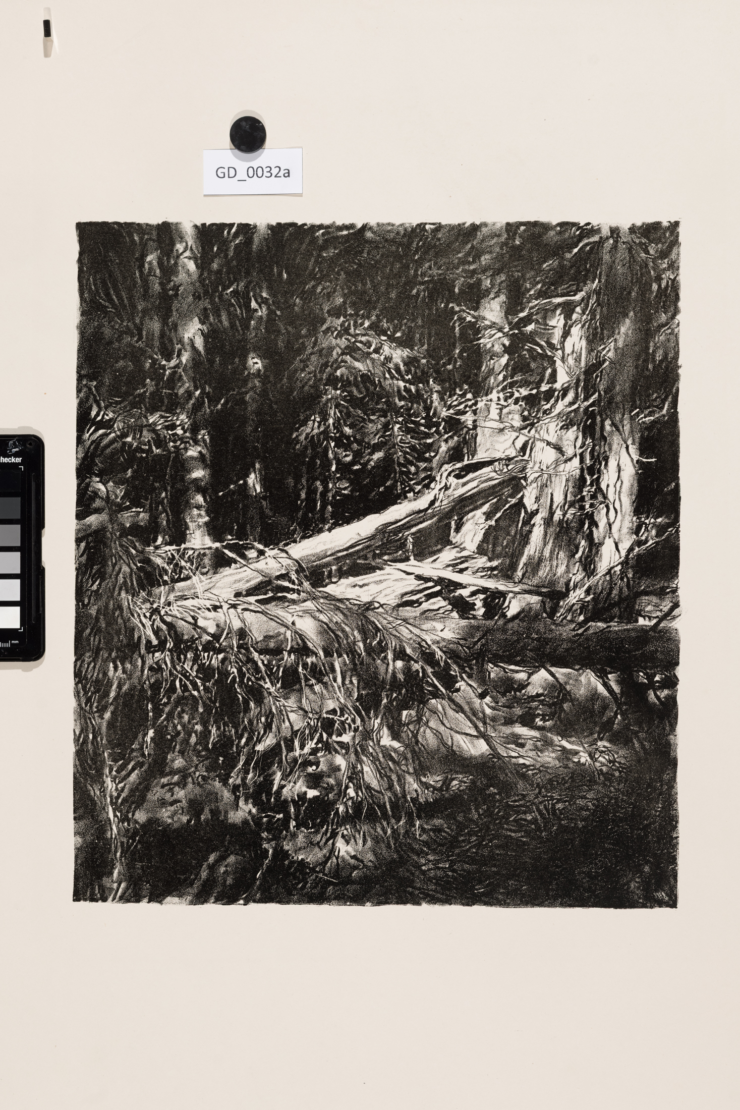 Heinrich Hönich, Urwald - Prales,1917,Litografie,37,6 x 33,2, papír - 67,5 x 52,4,Hönich- Zehn Litographie von Heinrich Hönich