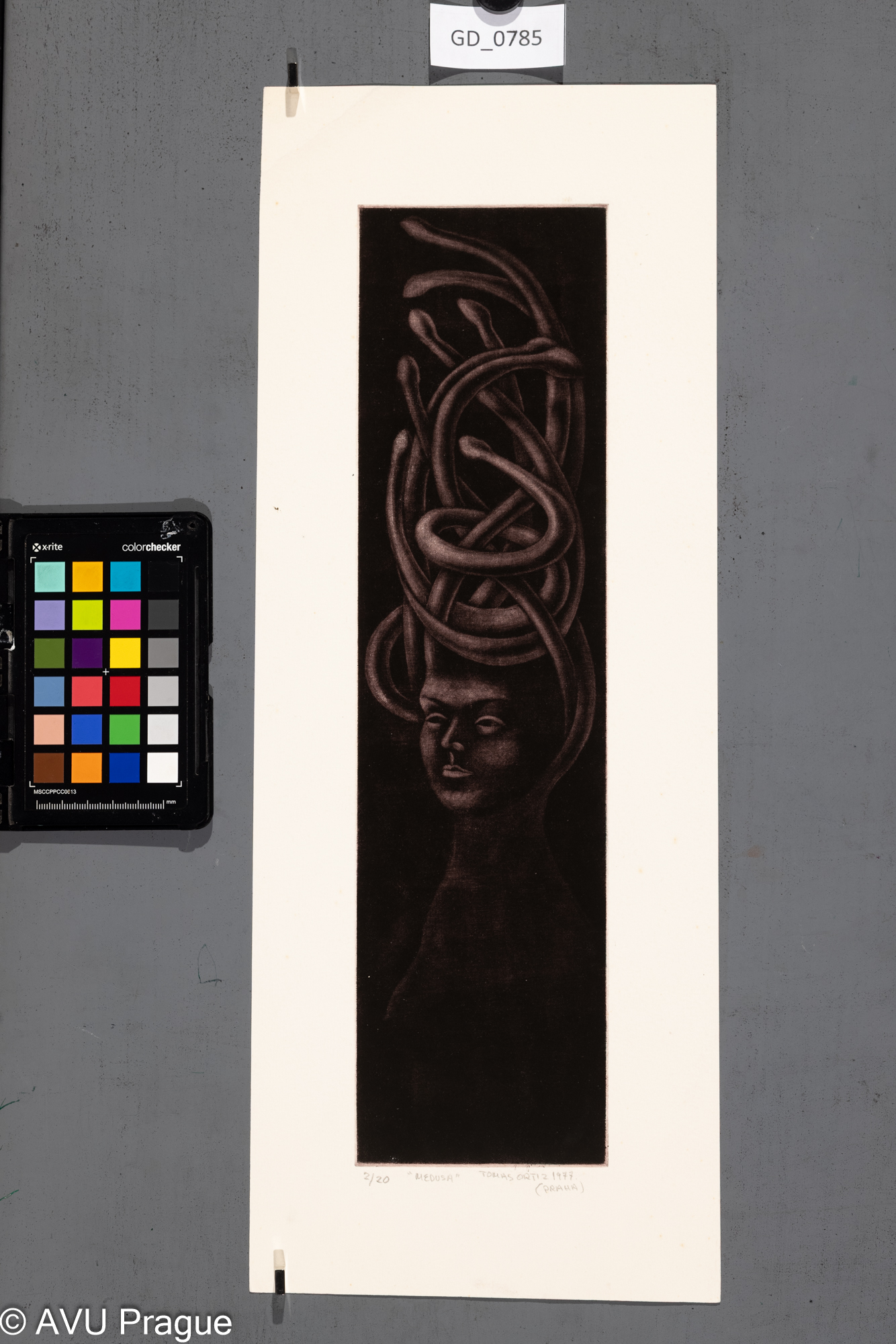 Tomas Ortiz, Medůza, 1977, Mezzotinta, 37,8 x 10, 47,6 x 18,4,Čepelák (zahraniční stážista)