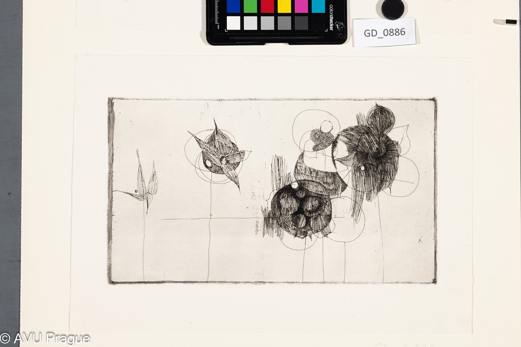 Jitka Pelešková Bilá ?Květiny - abstrakce60 létaLept / suchá jehla16,5 x 29,224,5 x 35,5