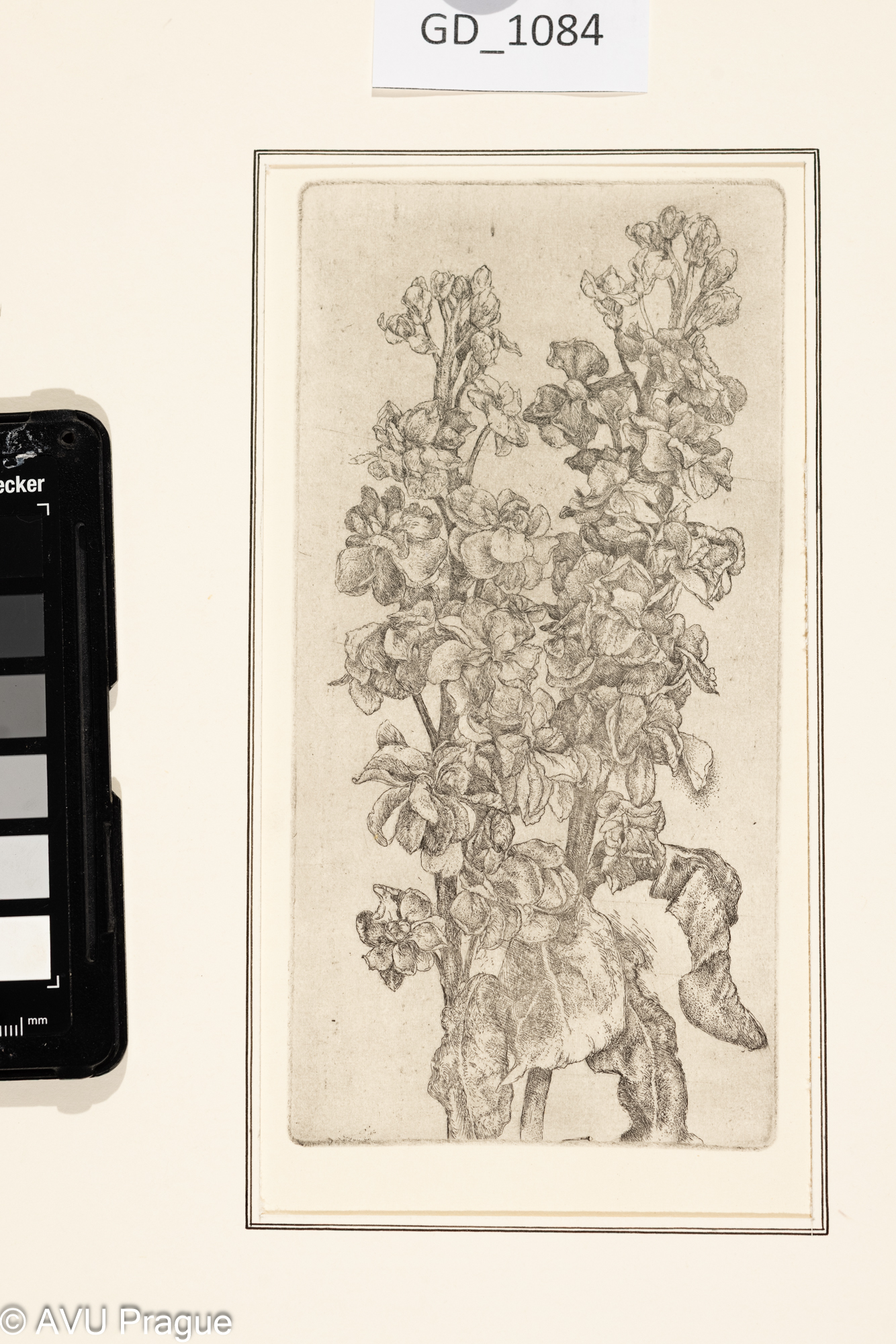 Ivana Kantůrková, Fialy,Lept, 18,2 x 9, 23,2 x 15,9, Čepelák