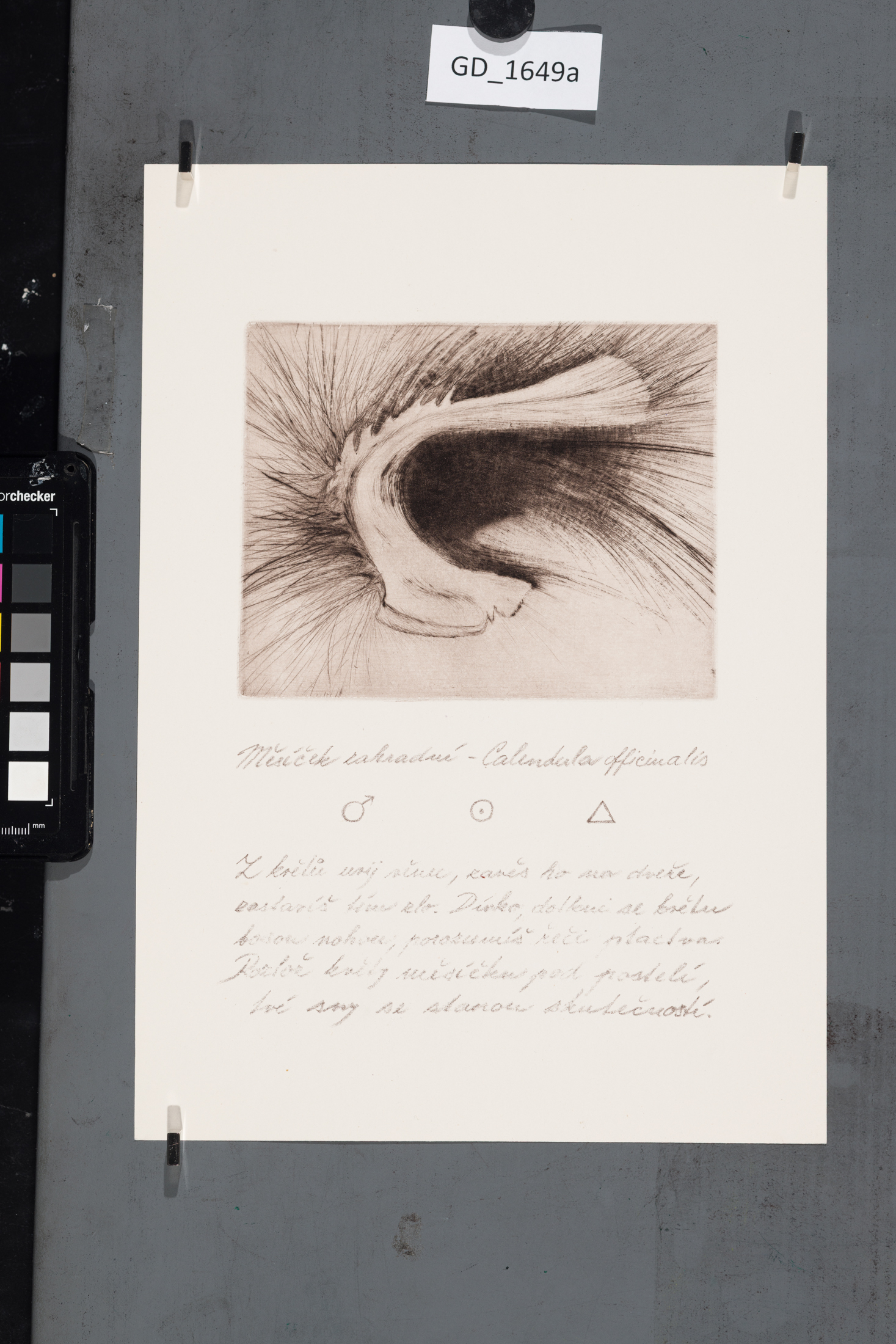 Cyklus Semena - Měsíček zahradní