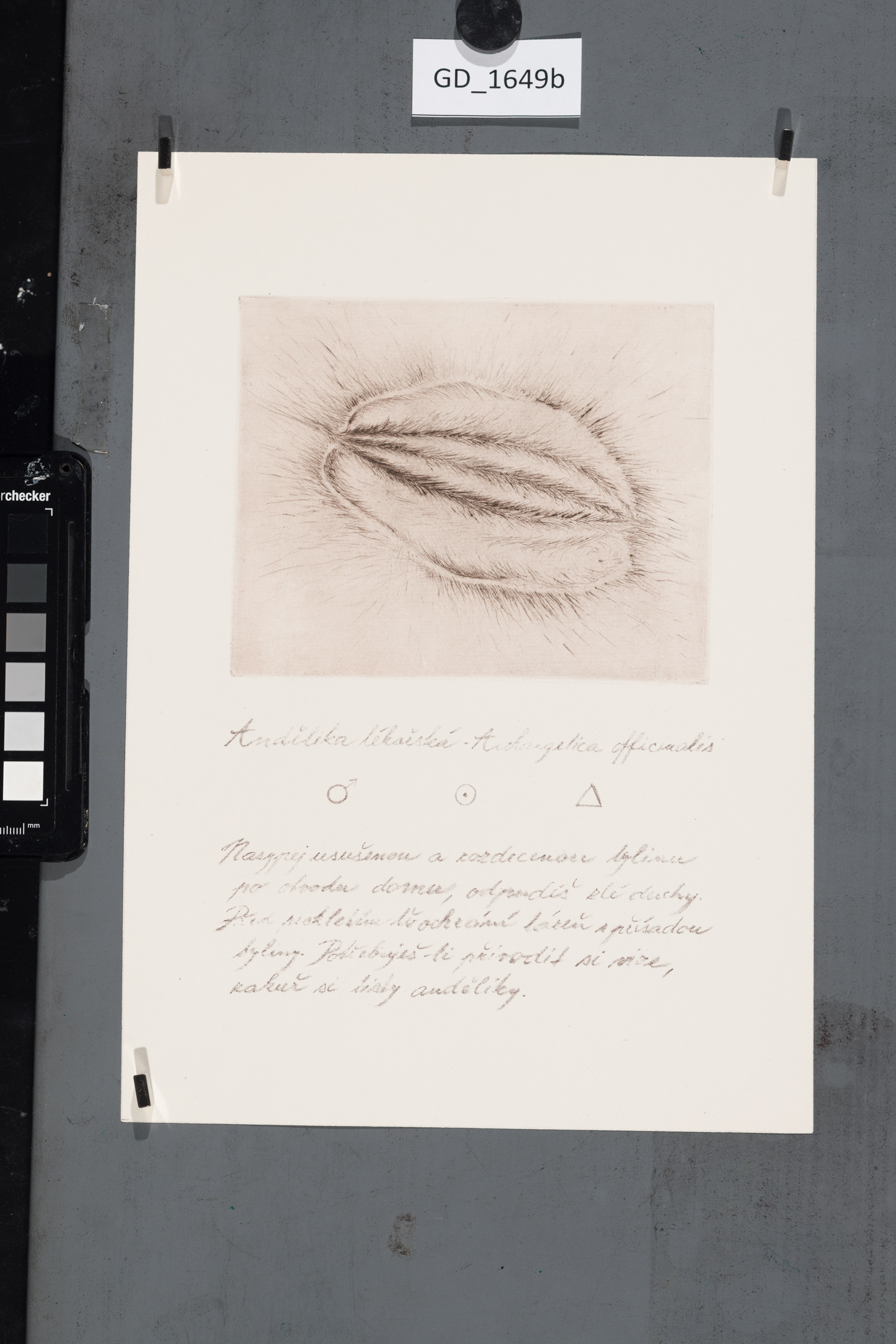 Cyklus Semena - Andělka lékařská