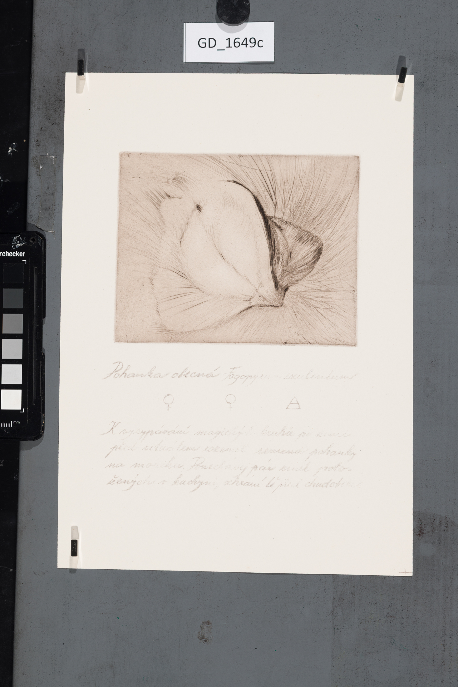 Cyklus Semena - Pohanka obecná 