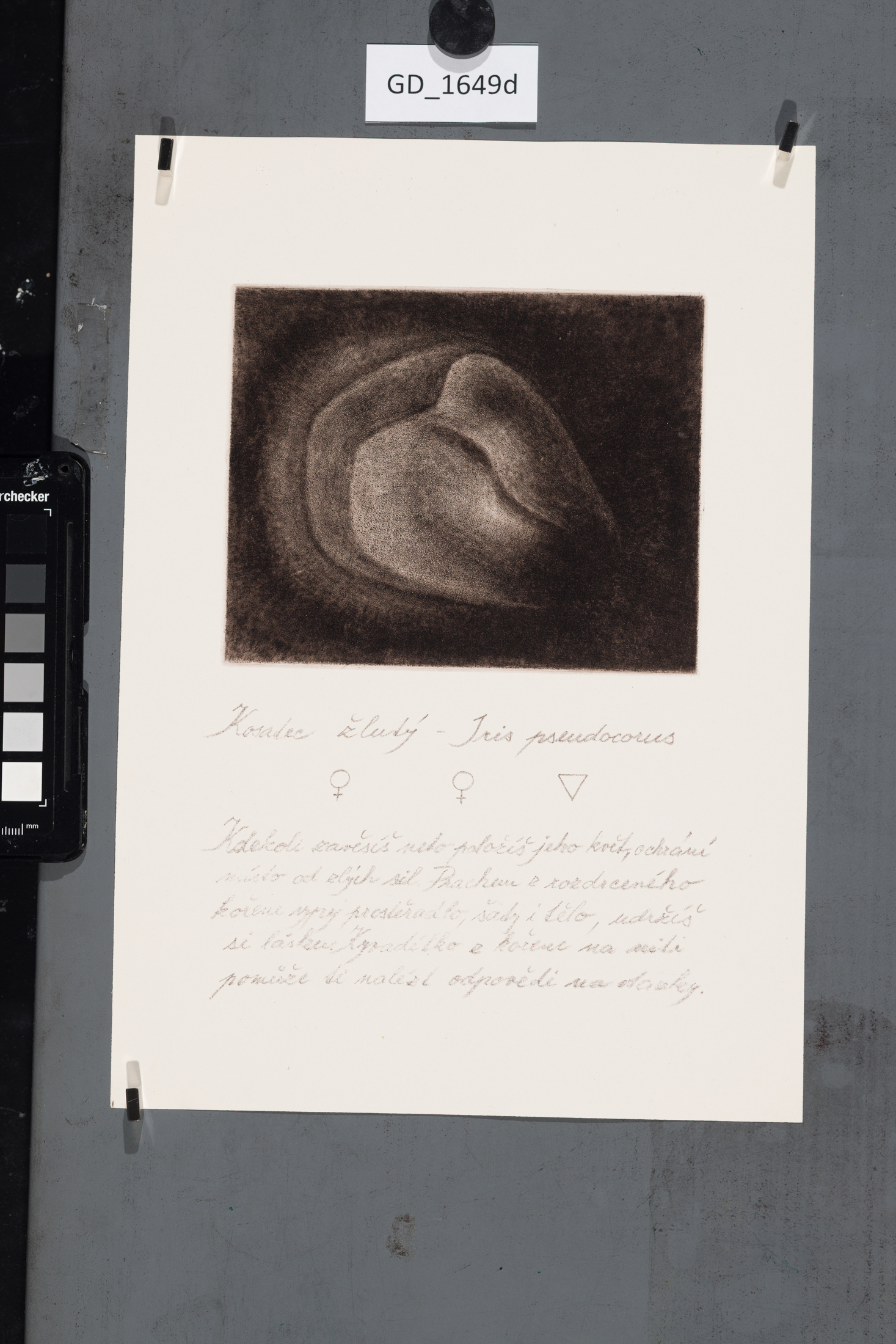 Cyklus Semena - Kosatec žlutý