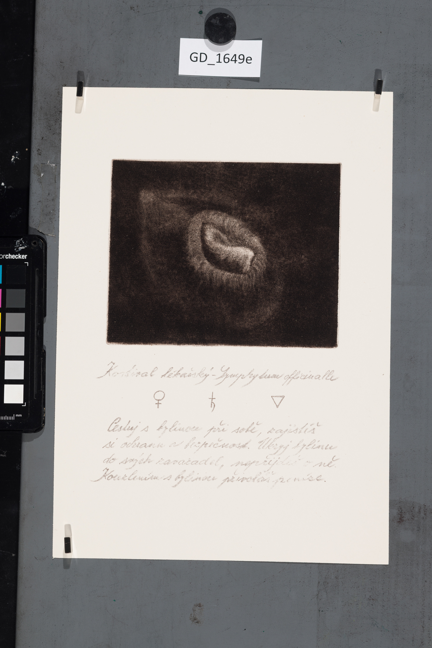 Cyklus Semena - Kostival lekářský 