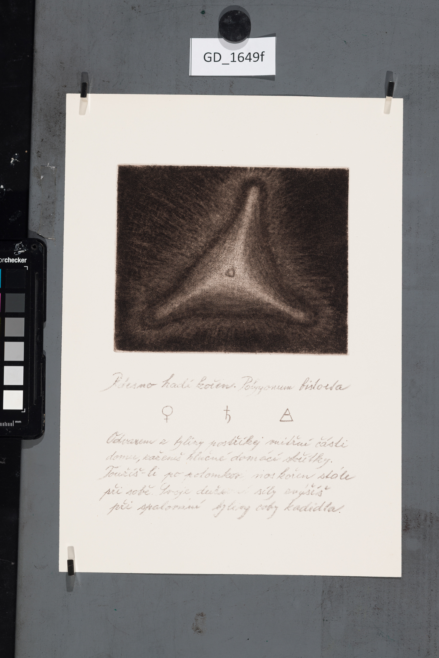 Cyklus Semena - Rdesno hadí kořen